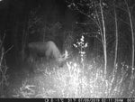 Trail Camera With Night Vision Motion Activated